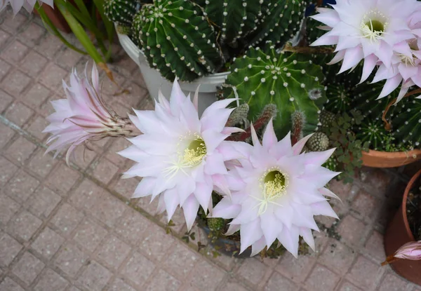 Květy kaktusu — Stock fotografie