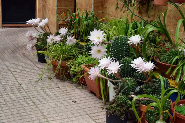 Kwiaty kaktusów — Zdjęcie stockowe