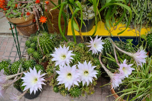 Flores de cactus Fotos De Stock