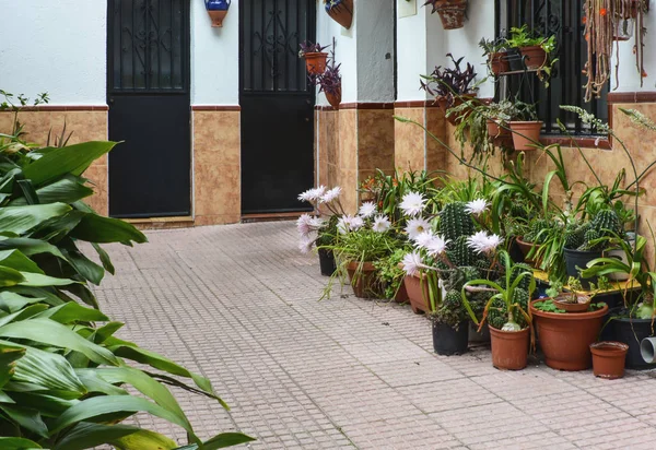 Flores de cactus Imágenes De Stock Sin Royalties Gratis