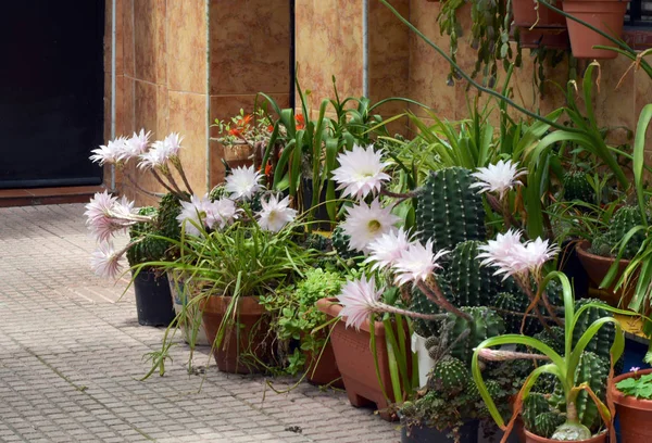 Flores de cactus Fotos De Stock Sin Royalties Gratis