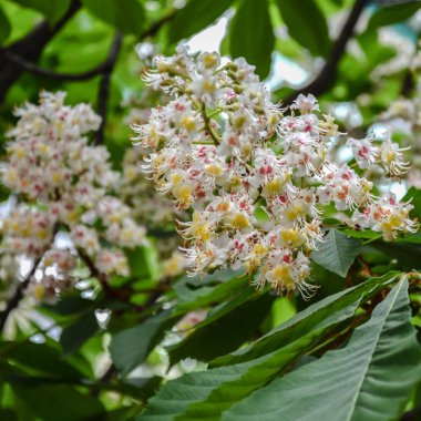 Çiçekli at kestanesi