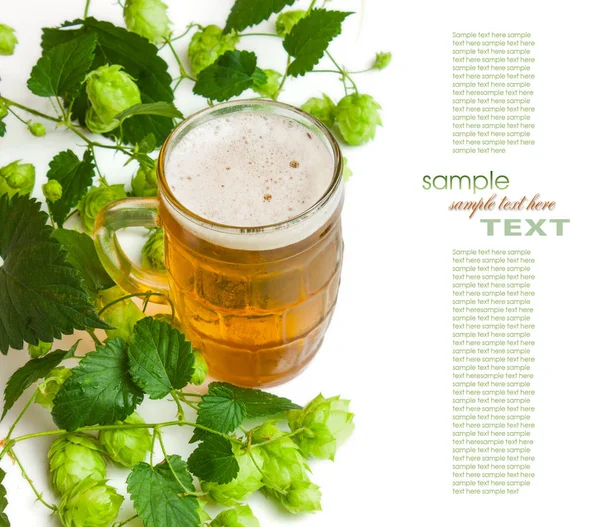 Beer Hop Isolated White Background — Stock Photo, Image