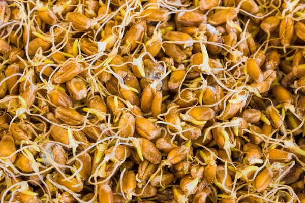 Зерна Пророслої Пшениці Крупним Планом Здорова Їжа — стокове фото