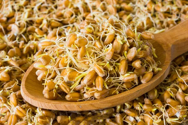 Зерно Проросло Крупным Планом Пшеницы Здоровую Пищу — стоковое фото