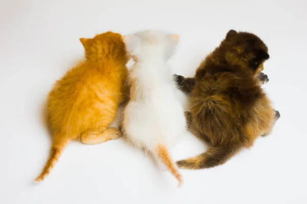 Just New Born Kitten Couple Hours — Stock Photo, Image