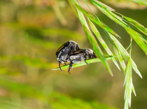 Scarabei Marroni Filo Erba Una Giornata Sole Anisoplia Agricola — Foto Stock