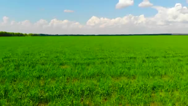 Gräs Ett Grönt Fält Soliga Dag — Stockvideo