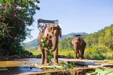 Filler Dalat uzak olmayan çiftlik. 