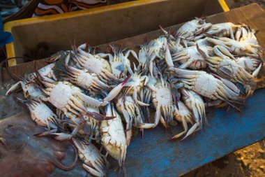 Yengeçler Goa ve Hindistan'ın diğer ülkelerin farklı şehirlerin pazarlarda satışı