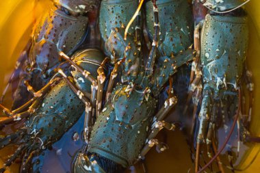 Istakoz Goa ve Hindistan'ın diğer ülkelerin farklı şehirlerin pazarlarda satışı