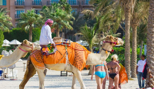 Uae November 2012 Arab Camel Beach Dubai — Stock Photo, Image