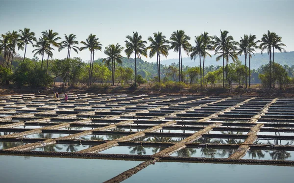 Indien Goa März 2017 Salzproduktion Auf Einem Bauernhof Indien — Stockfoto