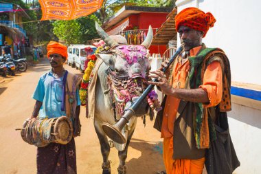 Hindistan, Goa, 15 Şubat 2017. Piyasada eğitimli bir boğa ile müzisyenler