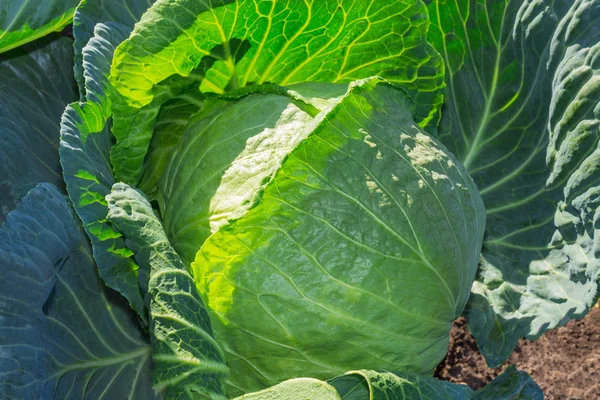 Close Fresh Cabbage Vegetable Garden — Stock Photo, Image