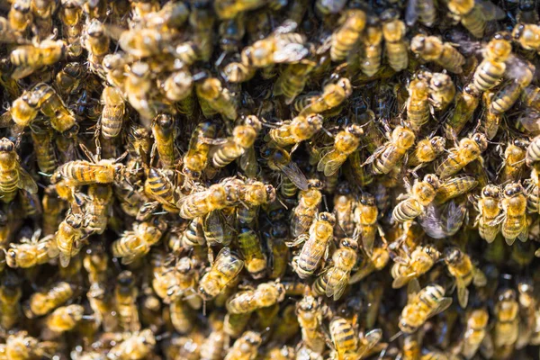 Närbild Arbetande Bina Honungsceller — Stockfoto