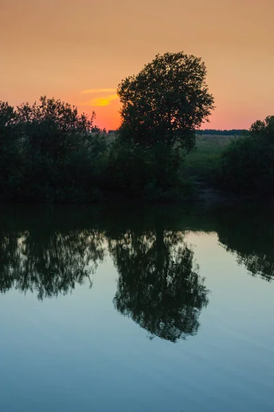 Tree Shore Lake Sunset Summer — Stock Photo, Image