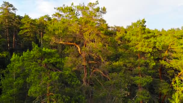 비행의 높이에서 소나무 — 비디오