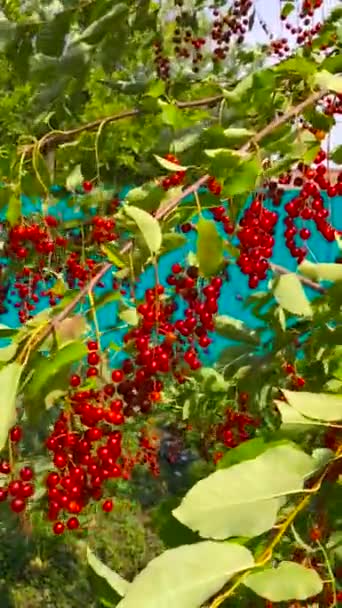 Red Cherries Branches Swinging Wind — Stock Video