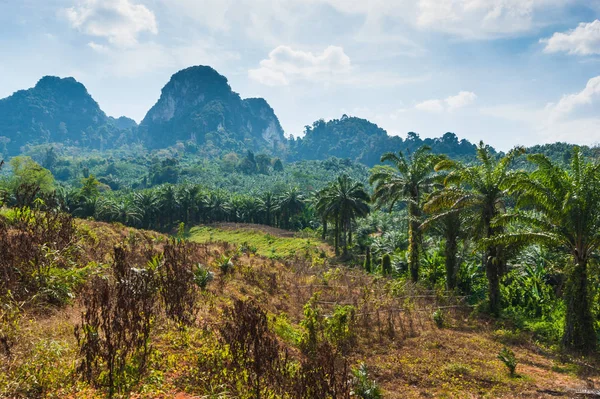 Tropische Dschungel Südostasiens Thailand — Stockfoto