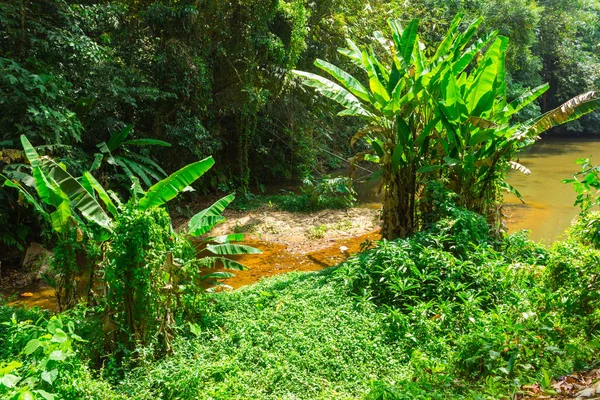 Tropische Dschungel Südostasiens Thailand — Stockfoto