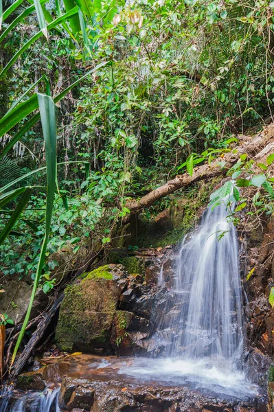 Selvas Tropicales Del Sudeste Asiático Tailandia —  Fotos de Stock