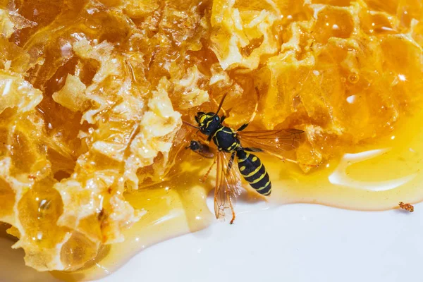 Nature Morte Avec Des Morceaux Nid Abeille Avec Miel — Photo