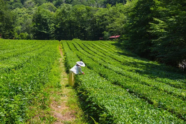 Mujer Joven Recolectando Plantación Costa Del Mar Negro Del Cáucaso —  Fotos de Stock