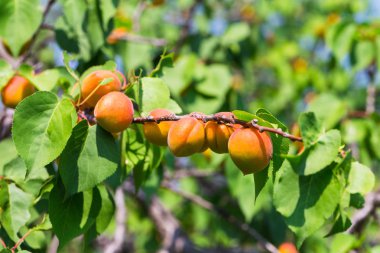 Uzun olgun kayısı dalın her yerinde asılı, ayrıca bol miktarda hasat mevsimi de var.