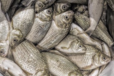 arka plan küçük balık Nehri havuz balığı yakaladı. 