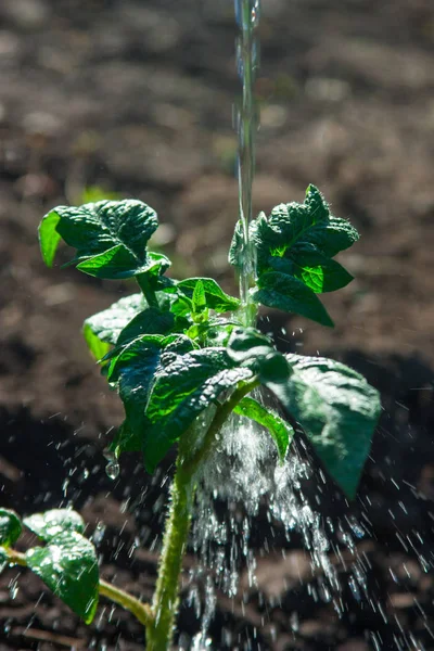 Arrosage Des Tomates Semis Été Eau Propre — Photo