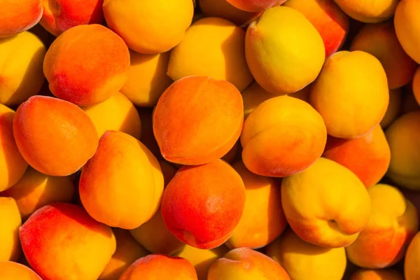 长熟的杏树挂在枝头上 也是丰收的季节 — 图库照片