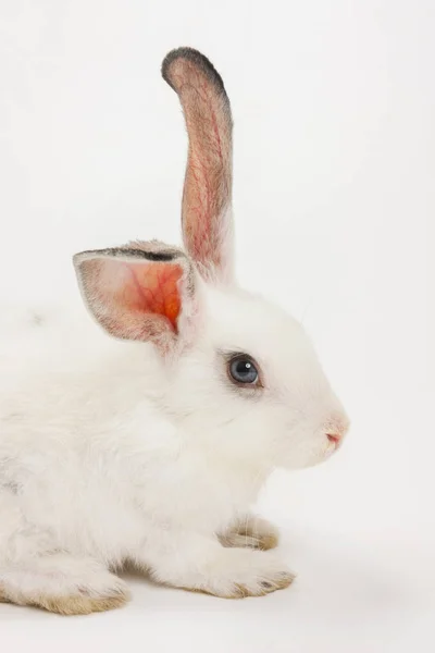 Beyaz Bir Arka Plan Üzerinde Küçük Tavşan — Stok fotoğraf