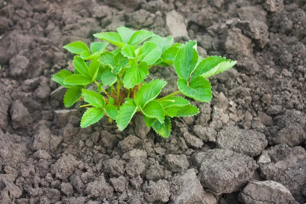 Beds Garden Strawberry Bush — Stok fotoğraf