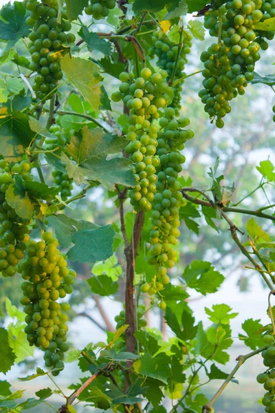 White Grapes Lit Setting Sun — Stock Photo, Image