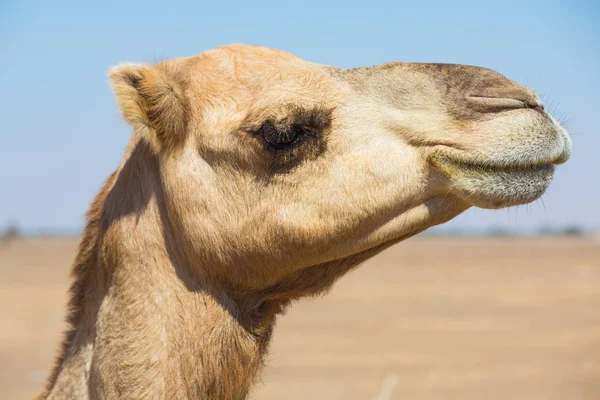 Öken landskap med kamel — Stockfoto