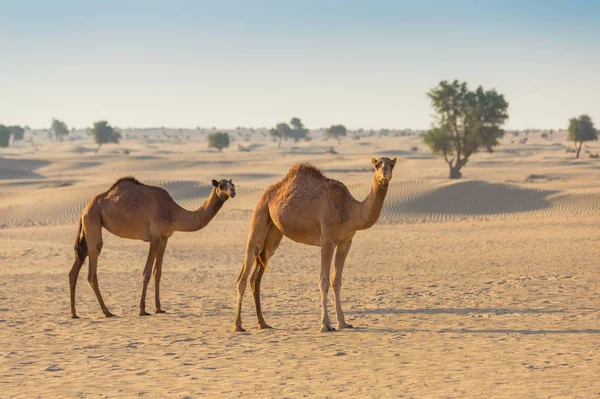 Έρημο τοπίο με καμήλα — Φωτογραφία Αρχείου