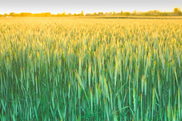 Campo verde con espigas de trigo — Foto de Stock