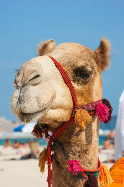 The muzzle of the African camel — Stock Photo, Image