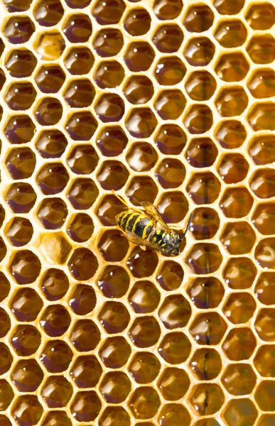 Close-up texture of honeycomb with honey Royalty Free Stock Images