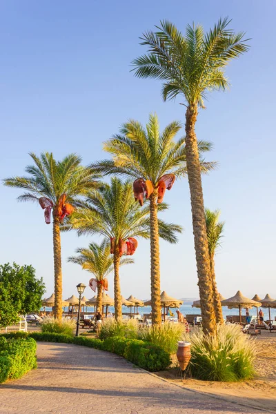 Palmeras en la playa — Foto de Stock