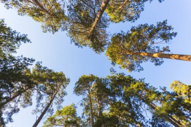  sonbahar çam ormanı