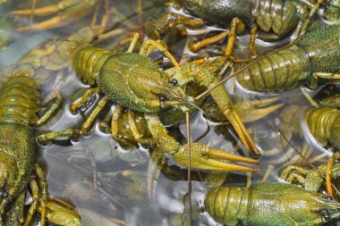 Suda canlı kerevides gezinme