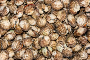 taze deniz ürünleri