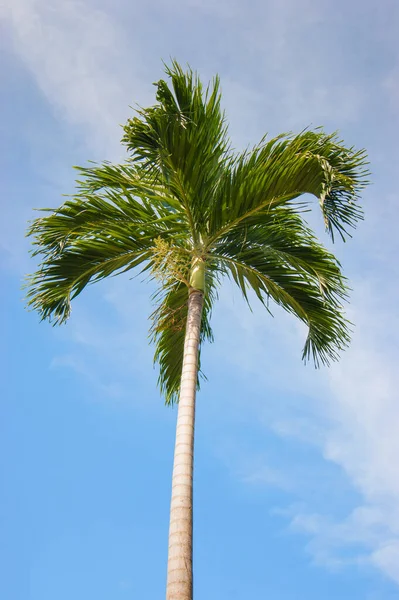 Bosquet de cocotiers par une journée ensoleillée — Photo