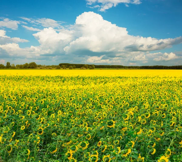 Zonnebloemveld tegen een blauwe hemel — Stockfoto