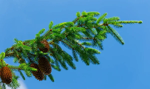 Branch with pine cones — Stock Photo, Image