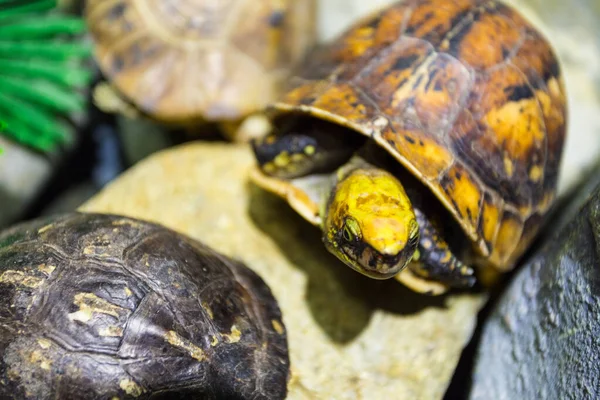 Turtle on the rocks — Stock Photo, Image