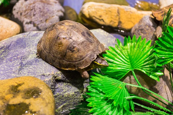 Turtle on the rocks — Stock Photo, Image