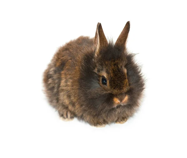 Mały, szary króliczek — Zdjęcie stockowe